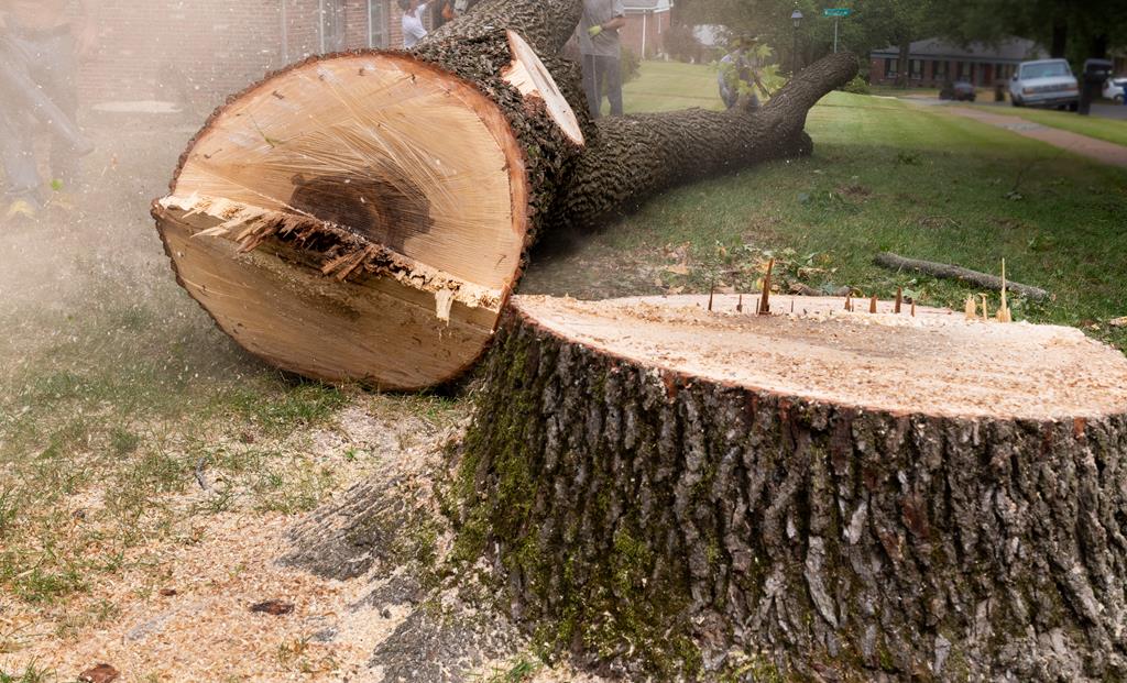 An image of Tree/Stump Removal Services in Zionsville, IN
